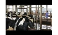 AfiSort Cow Separation by Afimilk Video