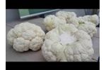 Cauliflower Floretting - Cutting - Floreto - Sweere - Video