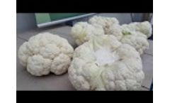 Cauliflower Floretting - Cutting - Floreto - Sweere - Video