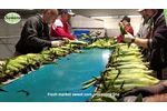 Fresh Market Sweet Corn Processing Line - Sweere - Video