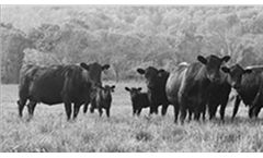 Beef Industry Research Services