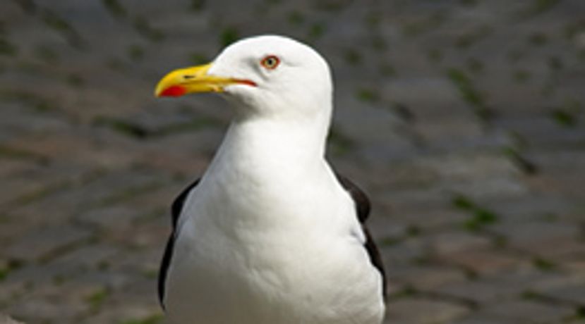 Seagull Deterrent Systems and Seagull Scarers Services
