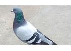 Pigeon Deterrents Solutions Services