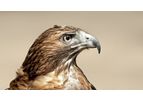 Natural Falconry Bird Scarers and Deterrent Services