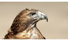 Natural Falconry Bird Scarers and Deterrent Services