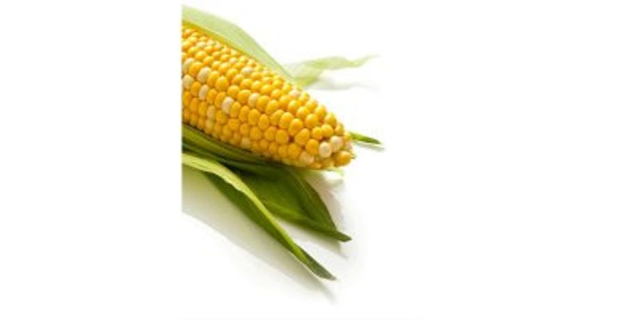 A4022RR - Model 2125 CHU - Grain Corn Seeds