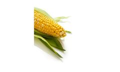 A4022RR - Model 2125 CHU - Grain Corn Seeds