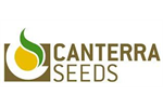 AC Thunderbird - Yellow Semi-Leafless Field Pea