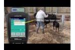 Calving with Stock Recorder - Shearwell Data - Video