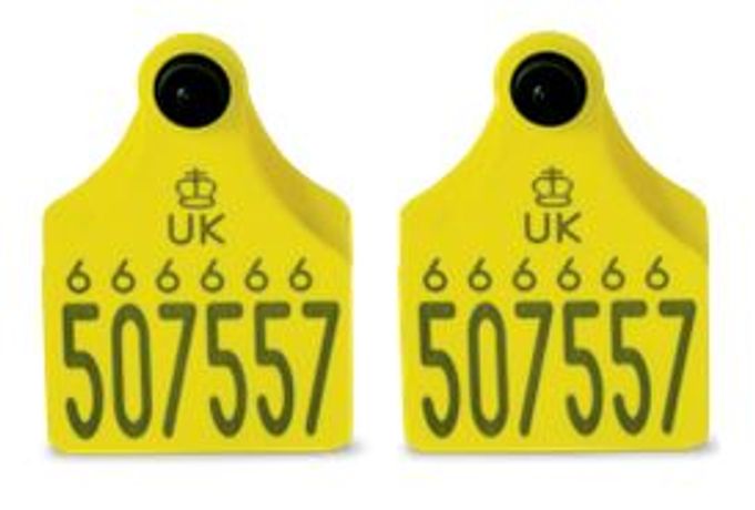 Allflex - Senior Ultra Primary and Secondary Cattle Tags