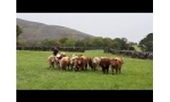 Progressive Suckler Farming in the Heart of Burren Video