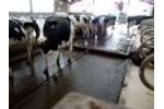 Cowcare Scraper System Operating in a 16` Feed Passage Video