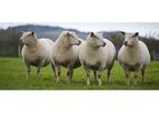 GLW Feeds - Sheep
