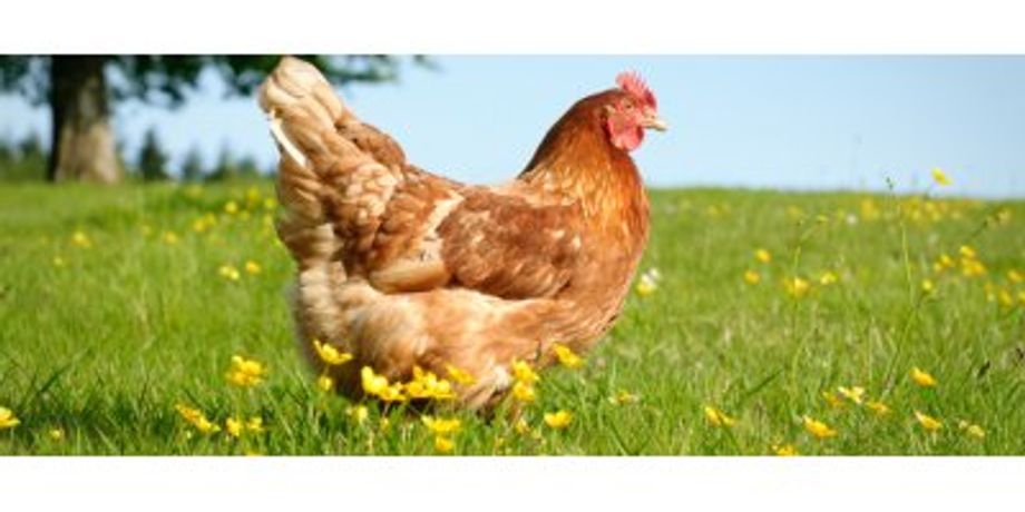 GLW Feeds - Poultry Feed
