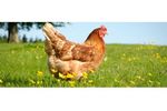 GLW Feeds - Poultry Feed