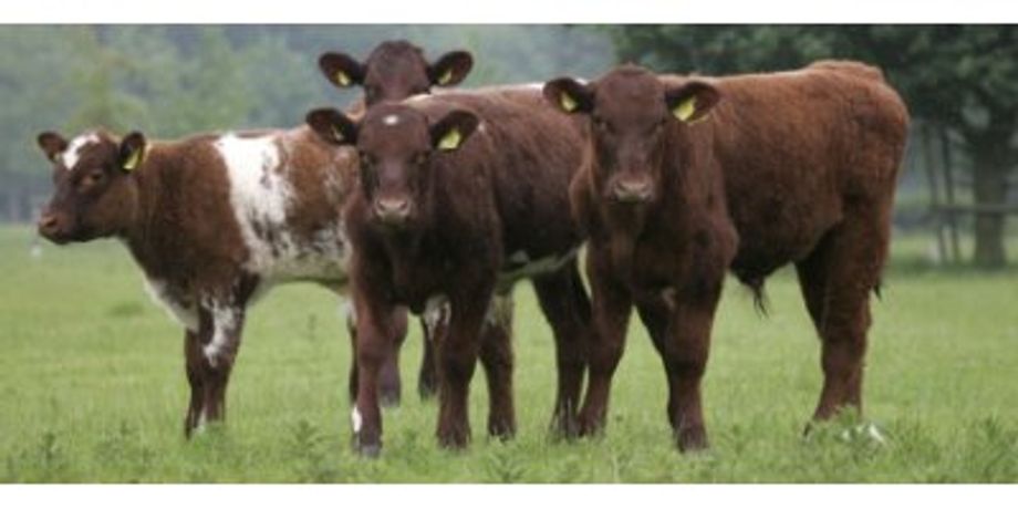 GLW Feeds - Beef Cattle