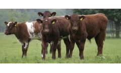 GLW Feeds - Beef Cattle