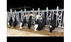 Teemore Engineering - Heifer Headlock Video