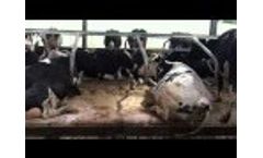 Lancashire - UK - Dairy Housing - Video