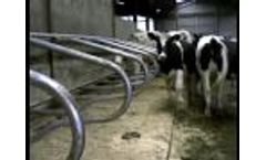 Wilson Ag Youngstock dairy housing Video