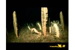 VideoRay HD ROV Films Guadalupe Island Seahorse - Video