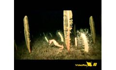 VideoRay HD ROV Films Guadalupe Island Seahorse - Video