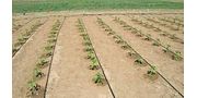 Agricultural Drip Irrigation System for Farm