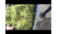 Hydroponic Fodder Shredded by FodderShark Video