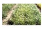 Switchgrass trials in Albacete (Spain) Video