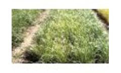 Switchgrass trials in Albacete (Spain) Video
