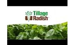 Tillage Radish from Cover Crop Solutions Video