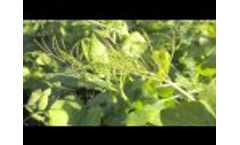 Austrian Winter Peas as a Cover Crop - Cover Crop Solutions Video