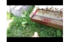 Bee Venom Collecting with BeeWhisper Collector Video