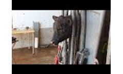 Filson Livestock Equipment Hydraulic Chute Demo Video