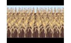 AgriGro BioTechnology for Plant Nutrition Video