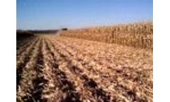 Harvesting Twin Row Corn With Stalk Stompers - Video