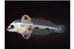 NutraMicro - Fish Larvae Weaning Diet Feed