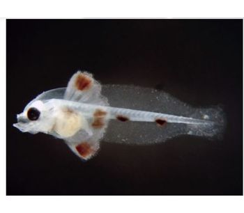 NutraMicro - Fish Larvae Weaning Diet Feed
