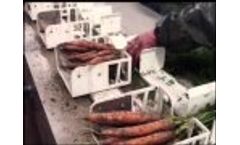 Carrots Binding Machine Video