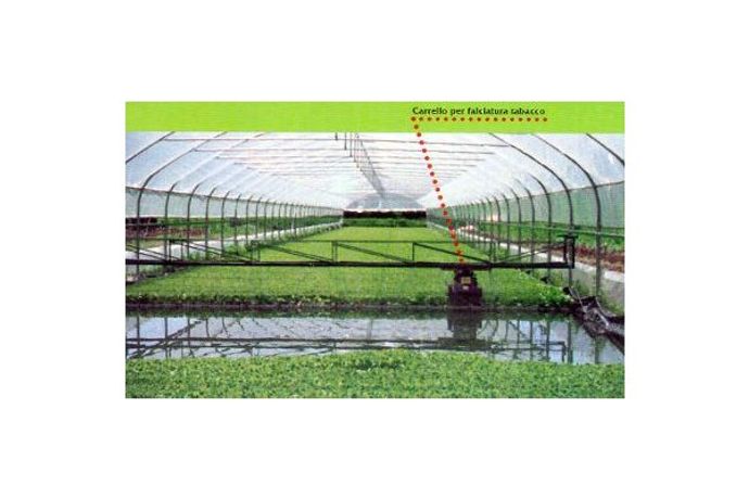 Greenhouses for Tobacco Plants-1