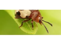Biobug - Insect Farming for Sustainable Animal Feed Production