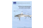 Sharks-1 Brochure