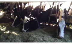 Dairy Cows at Andersonville Farm gobbling up TOP hay dried with our Hay Dryer