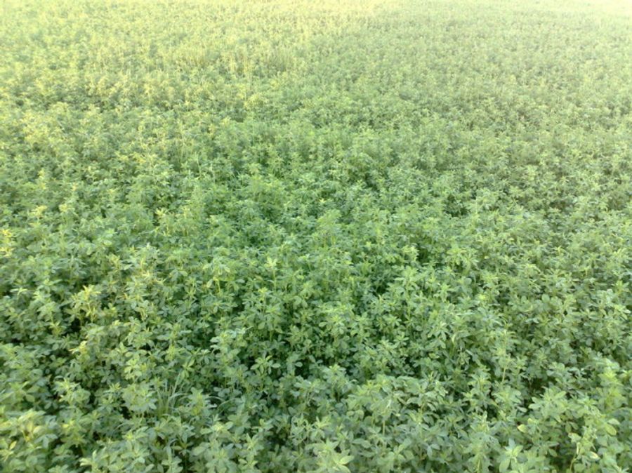 A Field of Alfalfa in Northern Italy