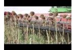 Capello Helianthus 9400 - sunflower head Video