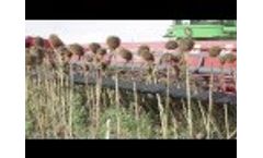 Capello Helianthus 9400 - sunflower head Video