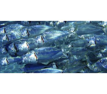 Water treatment solutions for aquaculture industry - Agriculture - Aquaculture-1