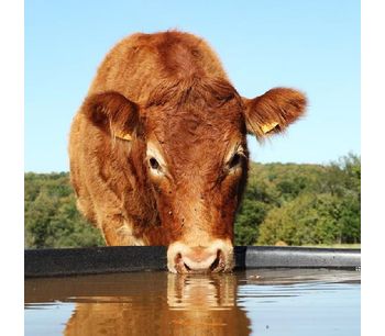 Water treatment solutions for beef cattle sector - Agriculture - Livestock