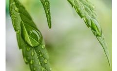 Effective Disinfection of Water for Cannabis - Leafy Crops