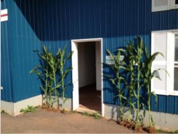 Effective Foliar Application on Corn - Agriculture